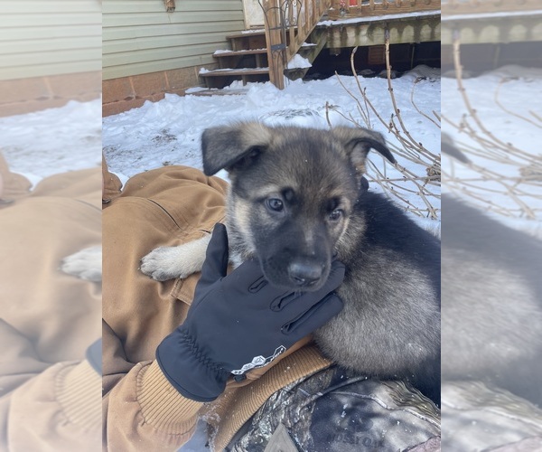 Medium Photo #1 German Shepherd Dog Puppy For Sale in MADISON HEIGHTS, VA, USA