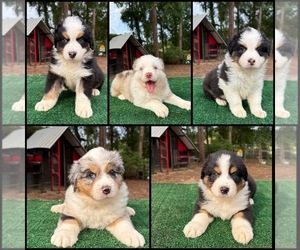 Australian Shepherd Puppy for Sale in EUSTIS, Florida USA