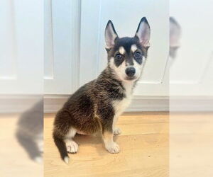Siberian Husky Dogs for adoption in Fremont, CA, USA