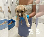 Small #1 American Pit Bull Terrier-Black Mouth Cur Mix