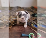 Small Photo #1 American Bully Puppy For Sale in TEMECULA, CA, USA
