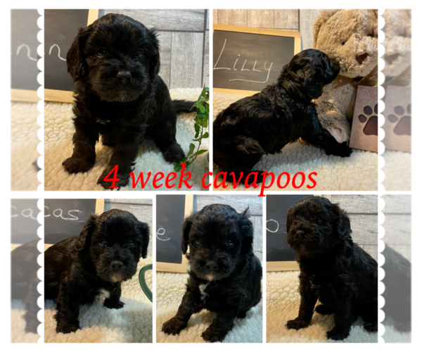 Medium Photo #3 Cavapoo Puppy For Sale in LEICESTER, NC, USA