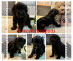 Small Photo #3 Cavapoo Puppy For Sale in LEICESTER, NC, USA