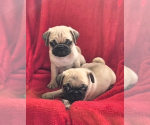 Pug Puppy for sale in SILVER SPRINGS, FL, USA