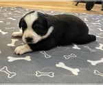 Small Photo #67 Australian Shepherd Puppy For Sale in SALISBURY, NC, USA