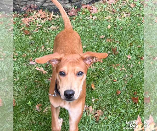Medium Photo #8 Labrador Retriever-Unknown Mix Puppy For Sale in Washington, DC, USA