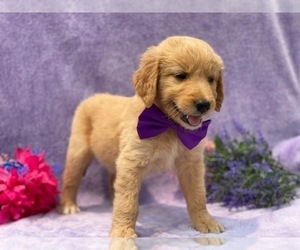 Goldendoodle Puppy for sale in LANCASTER, PA, USA