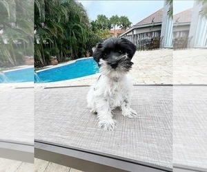 Schnauzer (Miniature) Puppy for sale in MIAMI, FL, USA