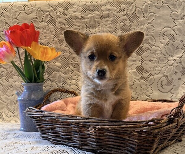 Medium Photo #1 Pembroke Welsh Corgi Puppy For Sale in OWEN, WI, USA