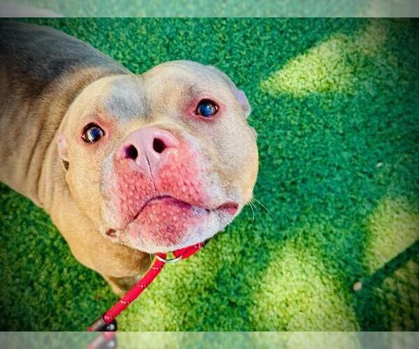 Medium Photo #2 American Pit Bull Terrier Puppy For Sale in Orlando, FL, USA