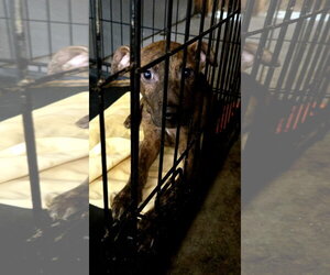 Mutt Dogs for adoption in Jackson, MS, USA