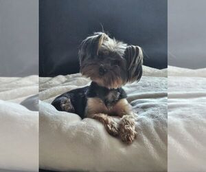 Yorkshire Terrier Puppy for sale in TOMS RIVER, NJ, USA