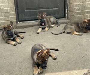 German Shepherd Dog Puppy for sale in ROCKFORD, IL, USA