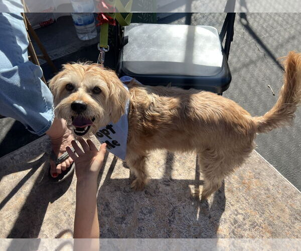 Medium Photo #5 Mutt Puppy For Sale in San Bernardino , CA, USA