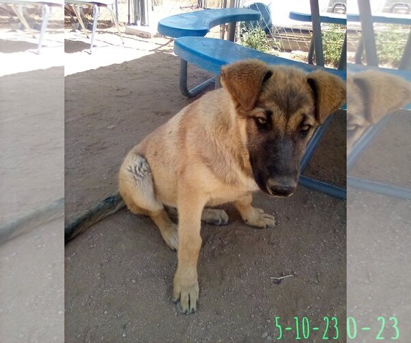 Medium Photo #14 German Shepherd Dog-Unknown Mix Puppy For Sale in Apple Valley, CA, USA