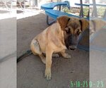 Small Photo #14 German Shepherd Dog-Unknown Mix Puppy For Sale in Apple Valley, CA, USA