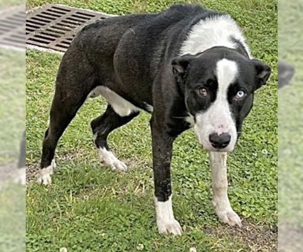 Medium Photo #1 Bull Terrier-Unknown Mix Puppy For Sale in Houston, TX, USA