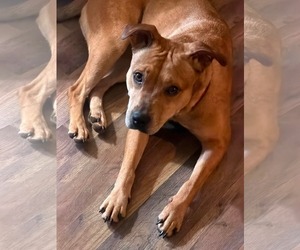 Catahoula Leopard Dog-Unknown Mix Dogs for adoption in Germantown, OH, USA