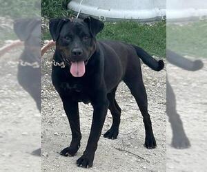 American Staffordshire Terrier-Unknown Mix Dogs for adoption in San Antonio, TX, USA
