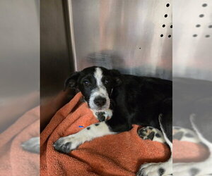 Mutt Dogs for adoption in Rancho Cucamonga, CA, USA