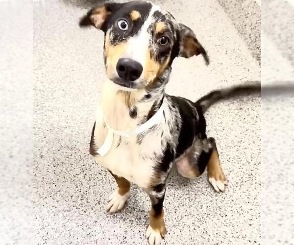Medium Photo #2 Catahoula Leopard Dog-Unknown Mix Puppy For Sale in Houston, TX, USA