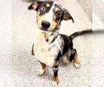 Small #1 Catahoula Leopard Dog Mix