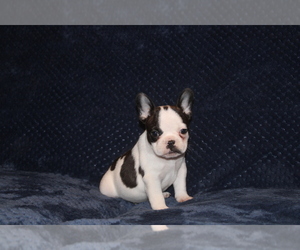 French Bulldog Puppy for Sale in BALDWYN, Mississippi USA