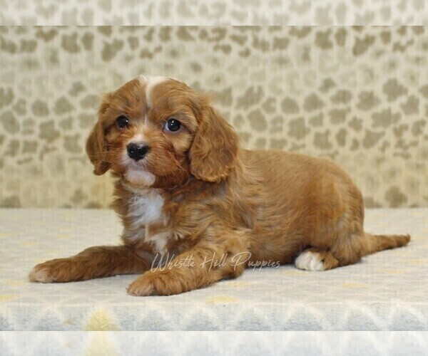 Medium Photo #2 Cavapoo Puppy For Sale in DENVER, PA, USA
