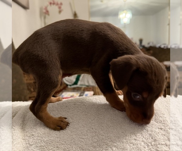 Medium Photo #6 Miniature Pinscher Puppy For Sale in LOS ANGELES, CA, USA