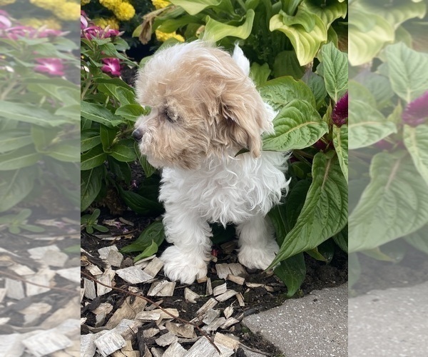 Medium Photo #5 Havanese Puppy For Sale in CANOGA, NY, USA