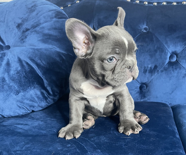 Medium Photo #7 French Bulldog Puppy For Sale in PHOENIX, AZ, USA