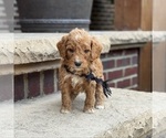 Small #2 Poodle (Standard)