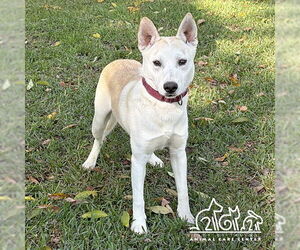 Siberian Husky-Unknown Mix Dogs for adoption in Irvine, CA, USA