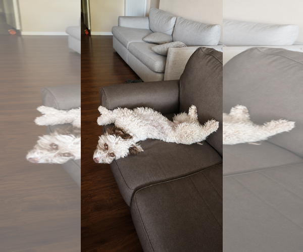 Medium Photo #4 Aussiedoodle Miniature  Puppy For Sale in Dallas, TX, USA