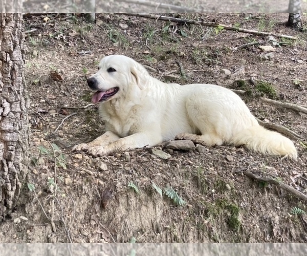 Medium Photo #1 Great Pyrenees Puppy For Sale in GATE CITY, VA, USA