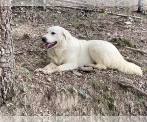 Mother of the Great Pyrenees puppies born on 10/10/2022
