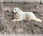 Small Photo #1 Great Pyrenees Puppy For Sale in GATE CITY, VA, USA