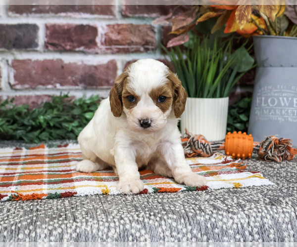 Medium Photo #5 Cavapoo (Miniature) Puppy For Sale in SYRACUSE, IN, USA