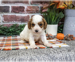 Axel - Male Cavapoo (Miniature) Puppy for Sale - Photo #5