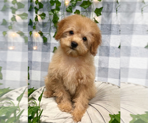 Goldendoodle (Miniature) Puppy for sale in MARIETTA, GA, USA