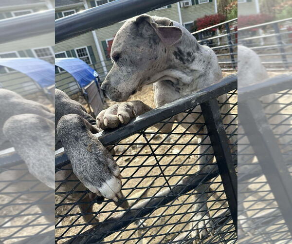 Medium Photo #3 Great Dane Puppy For Sale in Bullard, TX, USA