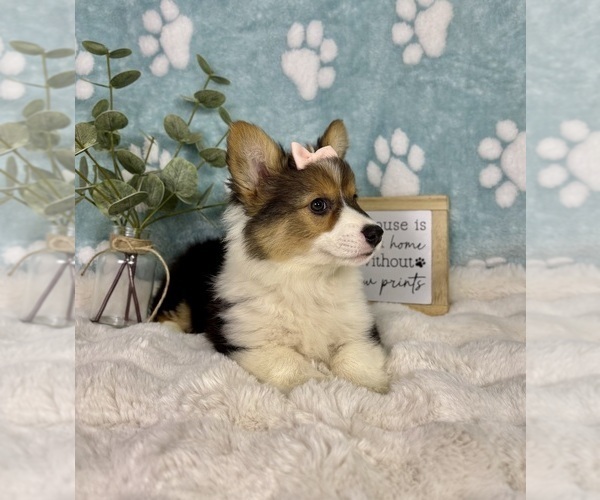 Medium Photo #6 Pembroke Welsh Corgi Puppy For Sale in NOBLESVILLE, IN, USA