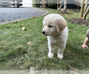 Golden Pyrenees Puppy for Sale in AMISSVILLE, Virginia USA