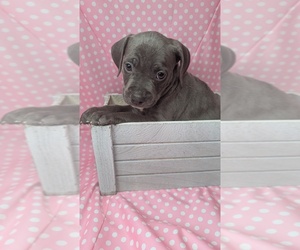 American Bully Puppy for sale in GROVETOWN, GA, USA