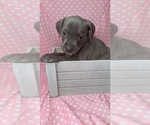 Image preview for Ad Listing. Nickname: Bear