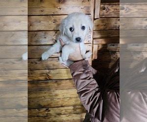 Mastiff Puppy for sale in BULLS GAP, TN, USA