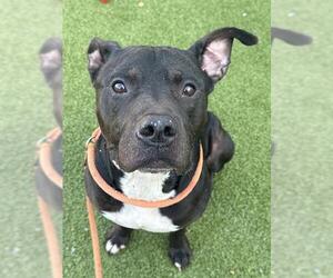 Mutt Dogs for adoption in Fayetteville, NC, USA