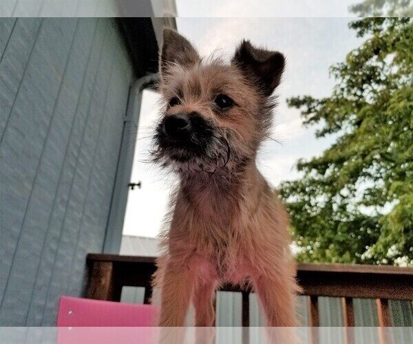 Medium Photo #1 Pom-A-Nauze Puppy For Sale in CANBY, OR, USA