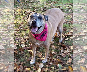 June - Female Mutt Dog for Adoption - Photo #7