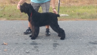 Black Russian Terrier Puppy for sale in DUNNELLON, FL, USA